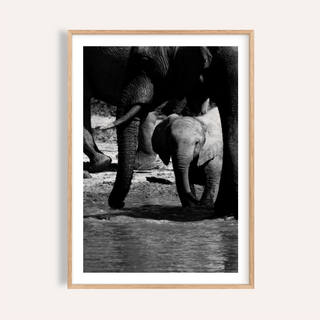Black and white nature art print of a baby elephant with adults by water