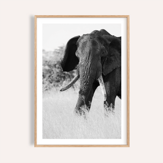 Elephant Black And White Art Print close-up of an african elephant with tusks in minimalist black and white style