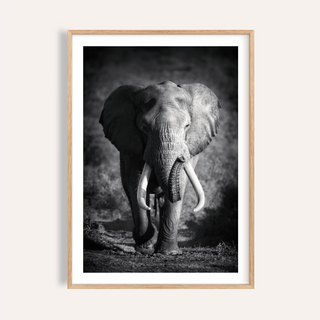 Framed close-up of elephant with long tusks in black and white wildlife photography art