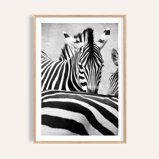 Framed close-up of zebra black white wall art showing detailed stripes on two zebras in monochrome