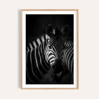 Framed Zebra Black White Print close-up showing a zebra portrait with bold stripes in black and white