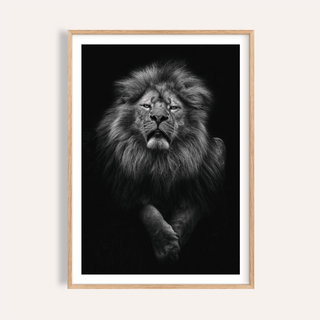 Framed black lion art print with a detailed photographic lion portrait in black and grey