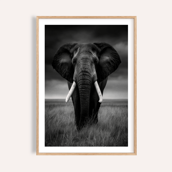 Framed Black And White Elephant Print of an elephant with tusks in tall grass