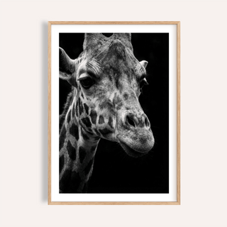 Framed print of giraffe photography poster showing a black and white close-up of a giraffe's face