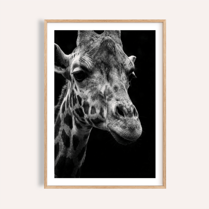 Framed print of giraffe photography poster showing a black and white close-up of a giraffe's face