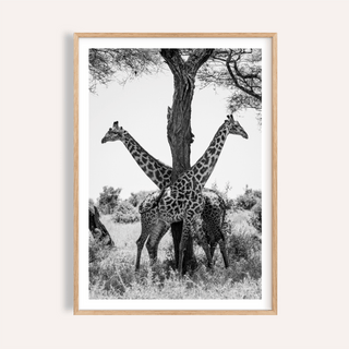 Framed close-up of giraffe black and white art print showing two giraffes by a tree in a photographic style
