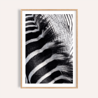 Framed Zebra Stripe Art Print close-up showing black and white stripes with textured fur