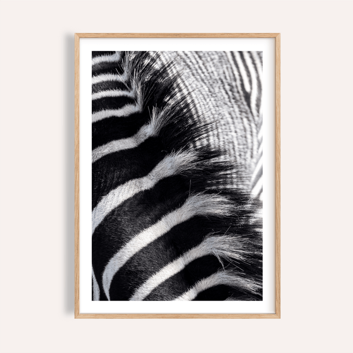 Framed Zebra Stripe Art Print close-up showing black and white stripes with textured fur