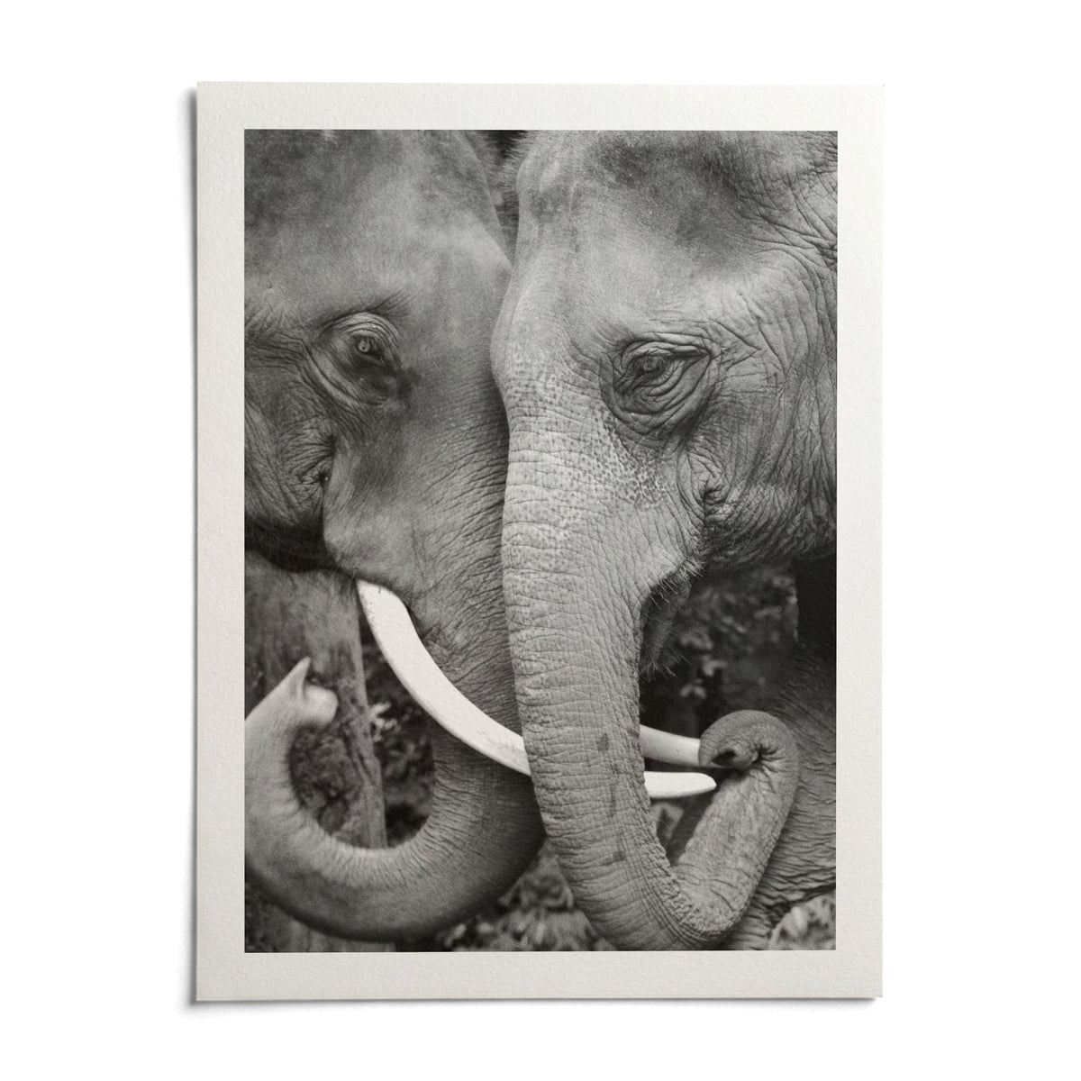 Animal Portrait Art, shown as an unframed paper print on a plain white background