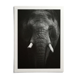 Elephant Print, shown as an unframed paper print on a plain white background