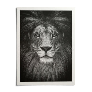 Black And White Lion Print, shown as an unframed paper print on a plain white background