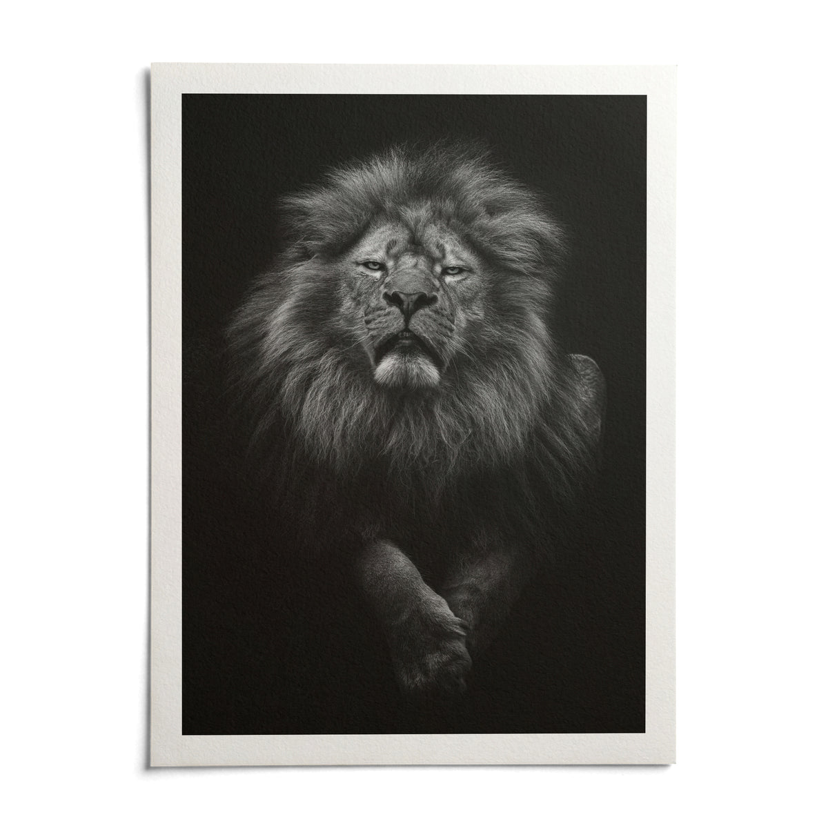 Black Lion Art Print, shown as an unframed paper print on a plain white background