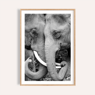 Framed print close-up of animal portrait art showing two elephants touching trunks in black and white