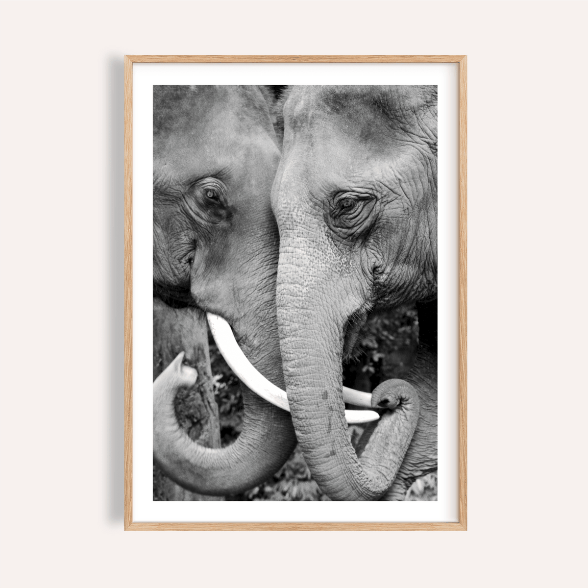 Framed print close-up of animal portrait art showing two elephants touching trunks in black and white