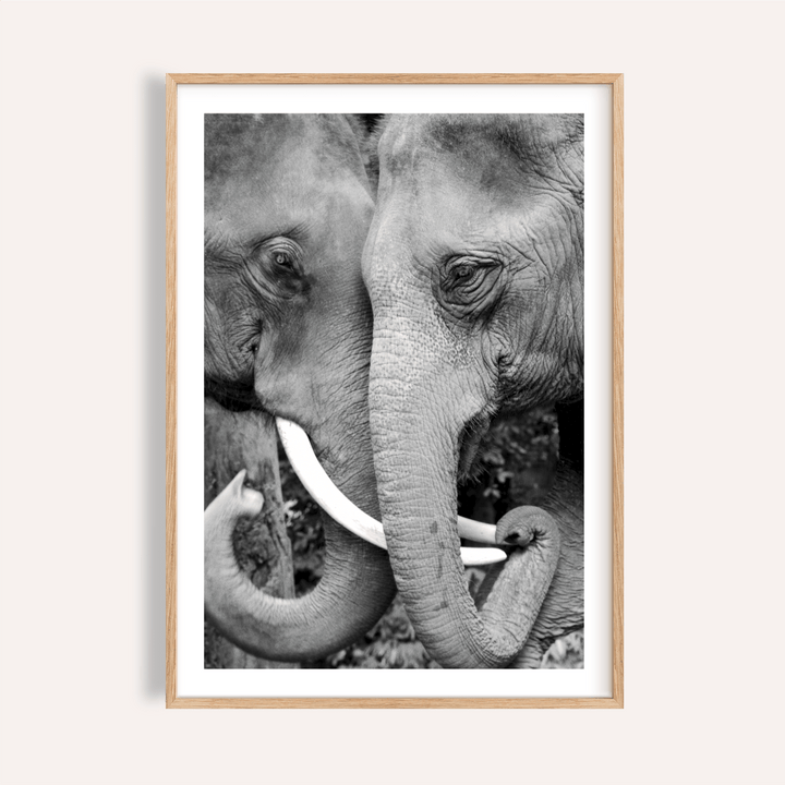 Framed print close-up of animal portrait art showing two elephants touching trunks in black and white