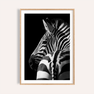 Framed Black And White Zebra Print of a zebra head and back with minimalist photographic style