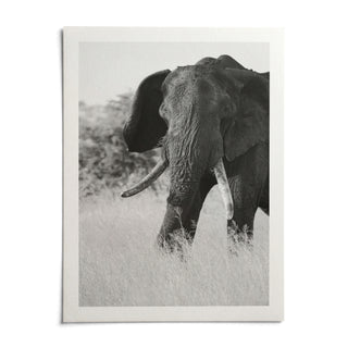 Elephant Black And White Art Print, shown as an unframed paper print on a plain white background