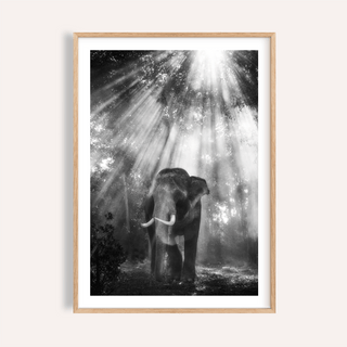Framed close-up of Nature Photography wall art showing an elephant in forest with sunlight rays