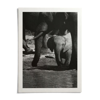 Nature Art Print, shown as an unframed paper print on a plain white background