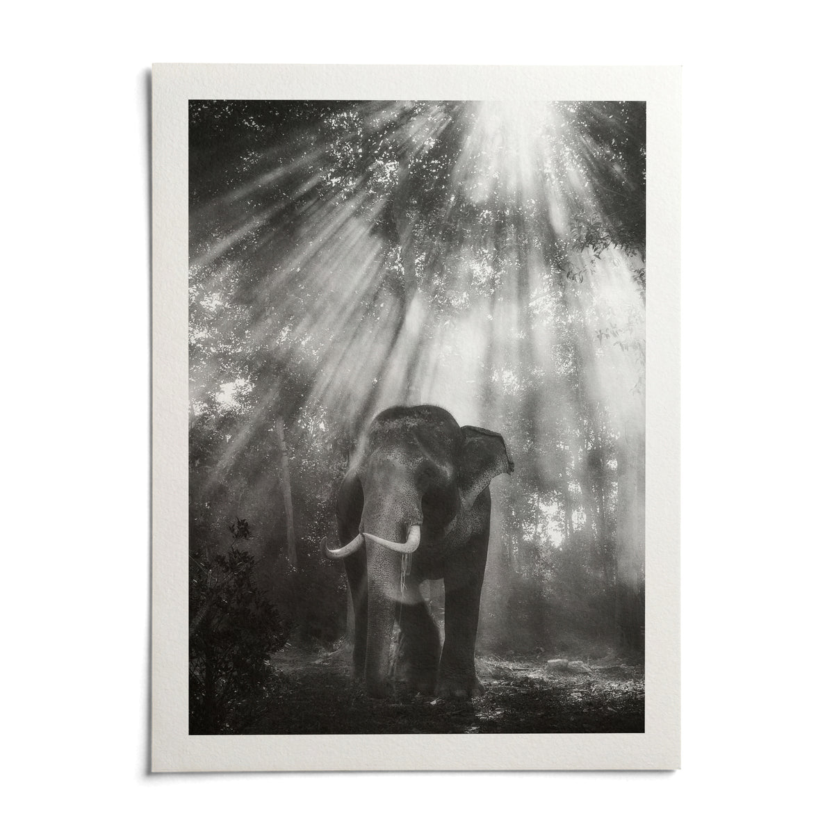 Nature Photography Wall Art, shown as an unframed paper print on a plain white background