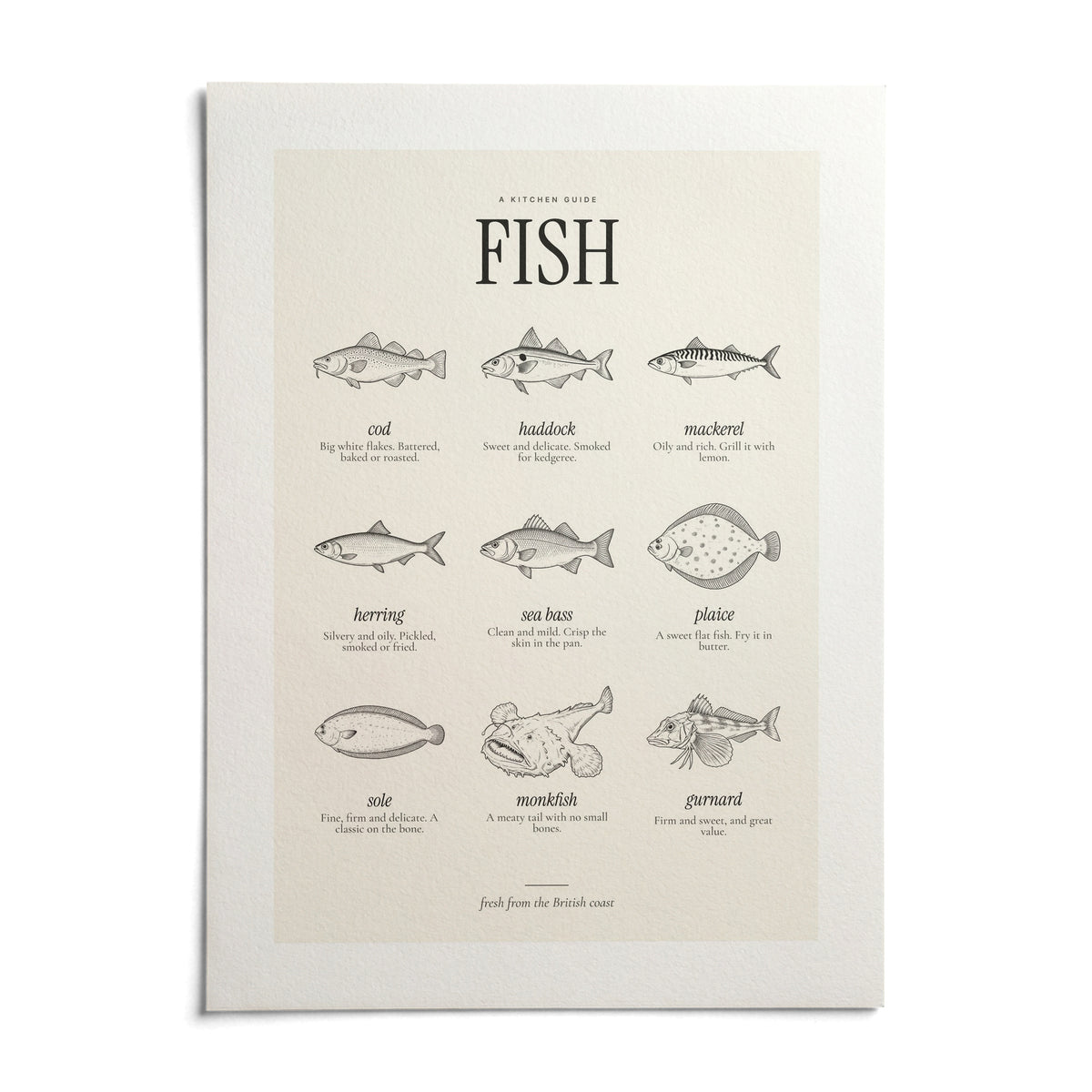 Types of Fish Print, shown as an unframed paper print on a plain white background